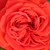 Roșu - Trandafiri miniatur - pitici - Chica Flower Circus®